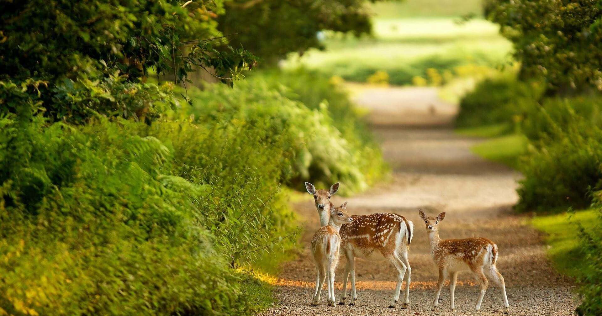 بوستان آهو کیش