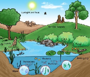 اکولوژیکی (بوم شناسی )