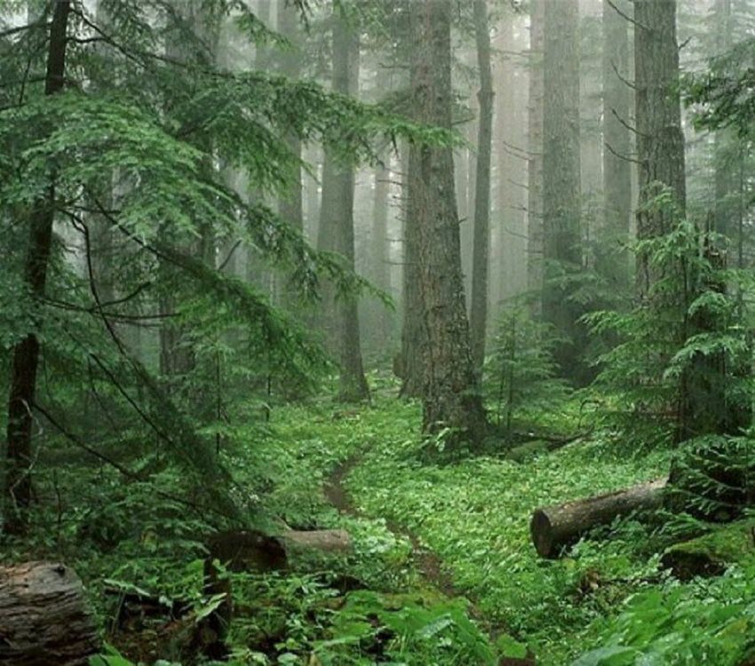جنگلهای زیبای شمال