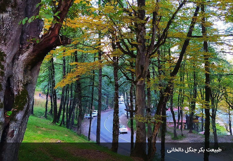 آب-و-هوای-جنگل-زیبای-دالخانی