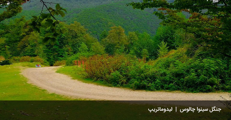 جنگل-سینوا-چالوس-کجاست؟