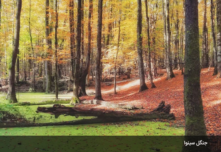 جنگل-سینوا،-از-جنگل-های-زیبای-شمال-ایران