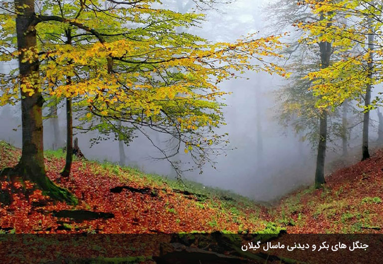 جنگل‌هاي-زیبا-و-سرسبز-شهر-ماسال-گیلان