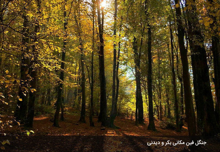در-ماه-اردیبهشت-به-پارک-جنگلی-فین-چالوس-بروید!