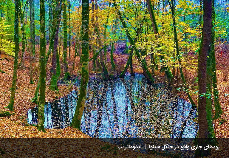 رود‌های-روان-بر-تن-جنگل-سینوا-جنگل-سینوا-چالوس