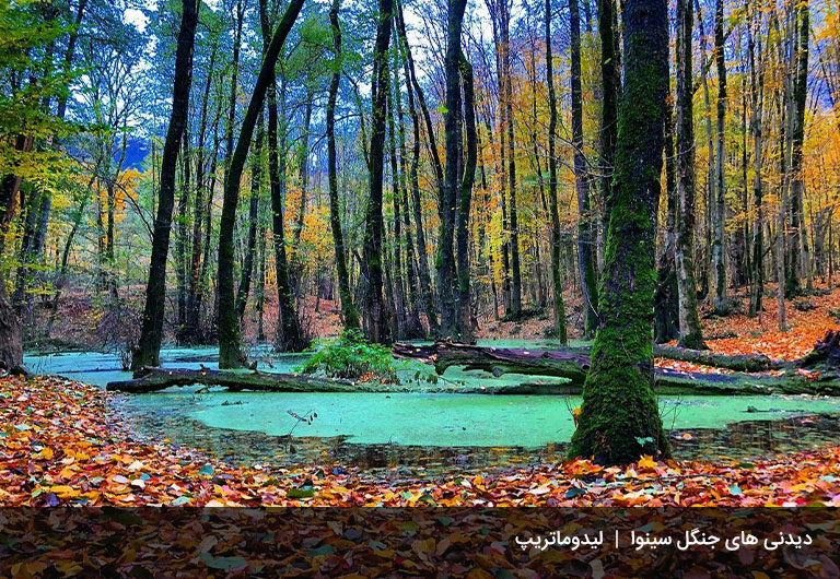 زیبایی‌هایی-از-جنگل-سینوا-که-شما-را-عاشق-خواهد-کرد!!-جنگل-سینوا-چالوس
