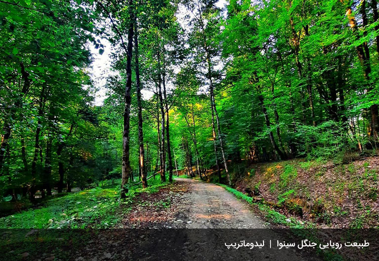 سرکشی-به-جنگل-سینوا-چالوس