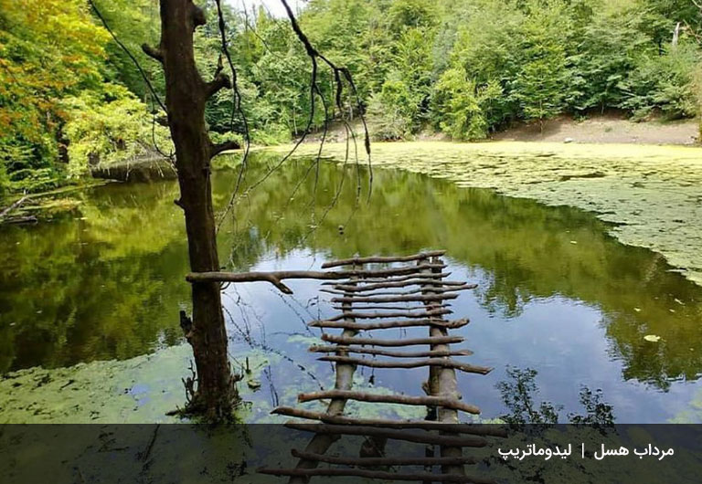 مرداب-هسل،-شعله‌ای-در-دل-جنگل-سینوا-چالوس