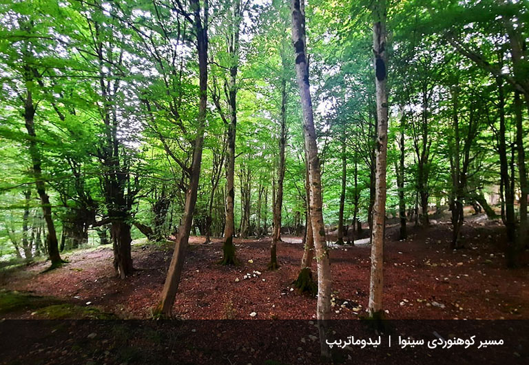 مسیر-کوهنوردی-جنگل-سینوا-جنگل-سینوا-چالوس