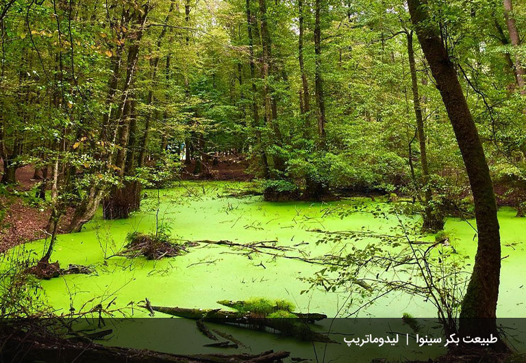 چگونه-به-جنگل-سینوا-برویم؟-جنگل-سینوا-چالوس