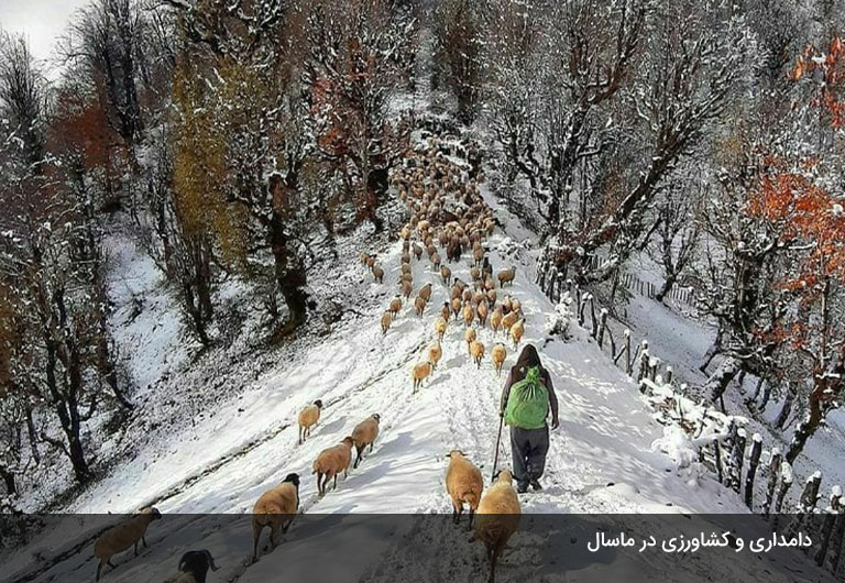 گام-سوم-محصولات-دامی-و-کشاورزی-برای-زندگی-در-ماسال