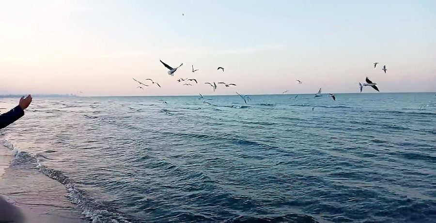 سفر به نوشهر بندر سبز ایران