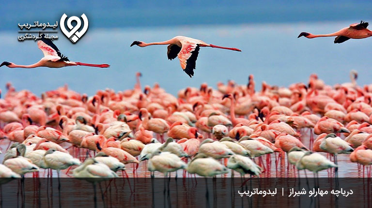 دریاچه-مهارلو-در-زمستان-شیراز