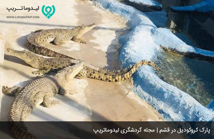 پارک کروکودیل در قشم