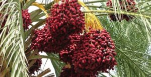 خرما سوغات خوراکی قشم