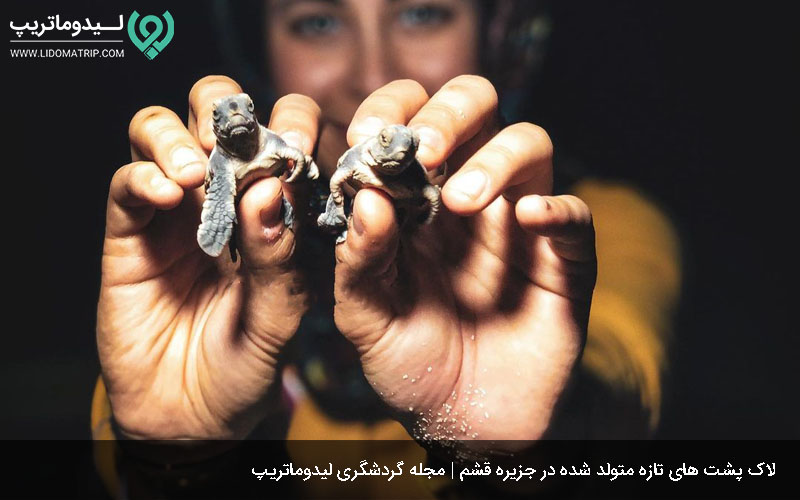 ساحل لاک پشتها در قشم