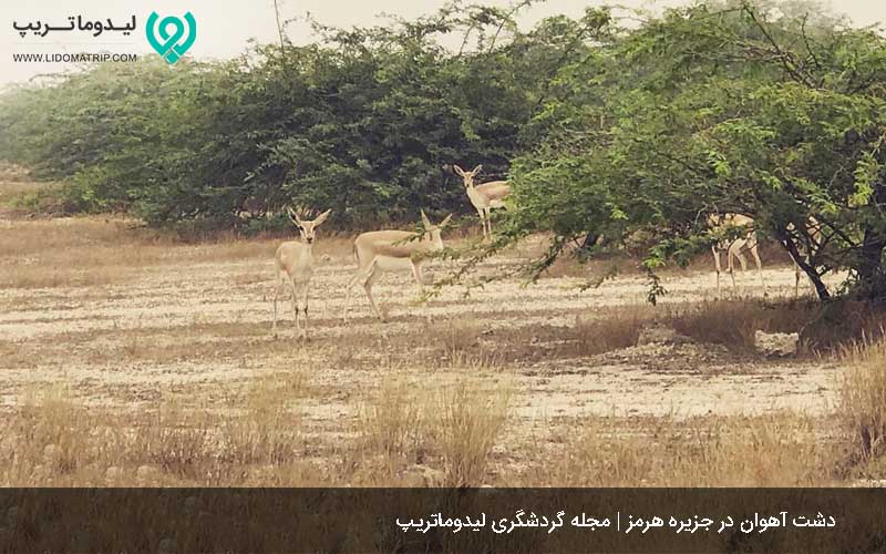 دشت آهوان هرمز