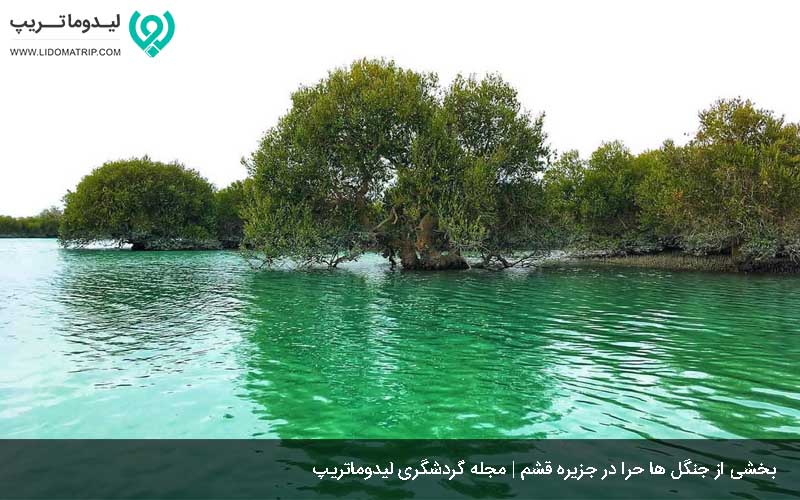 جنگل حرا از جاهای دیدنی قشم