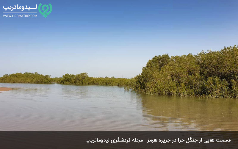 جنگل حرا از جاذبه های گردشگری هرمز