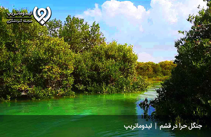 جنگل-حرا1