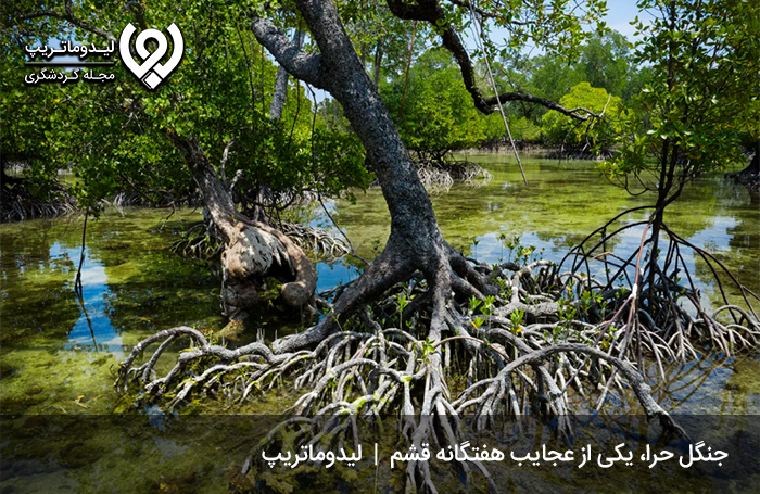 جنگل-حرا2
