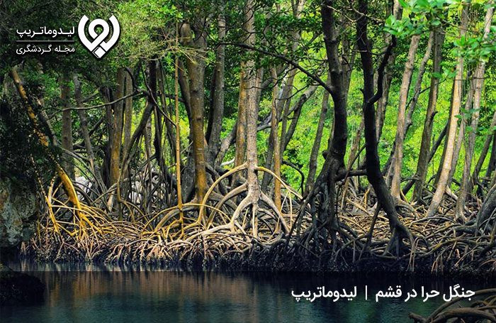 جنگل‌های-حرا؛-جنگل‌هایی-در-داخل-آب!