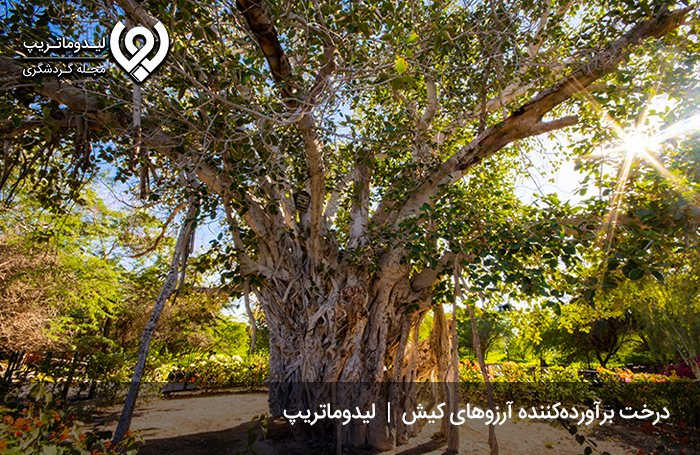 درخت سبز کیش؛ کهنسالترین درخت لور ایران