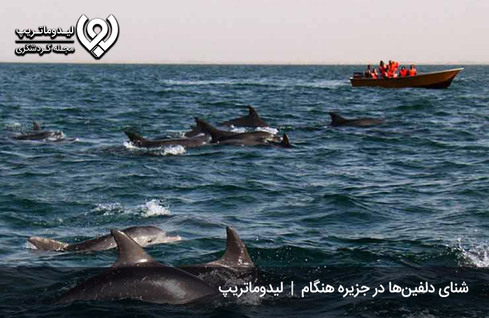 دلفین‌های-جزیره-هنگام1