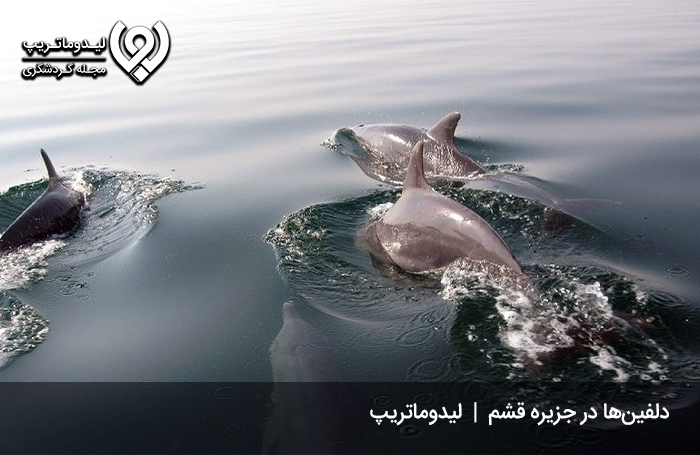 دلفین‌های-جزیره-هنگام2