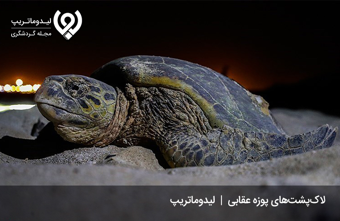 زیستگاه-لاک‌پشت‌های-پوزه-عقابی1