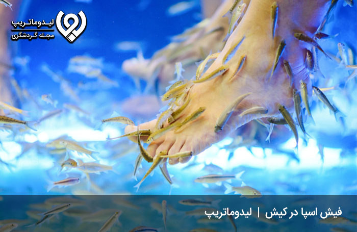 فیش-اسپا-در-کیش