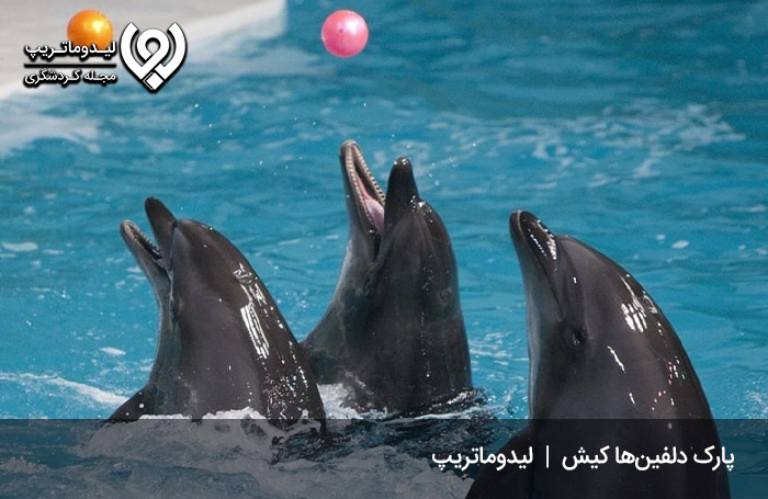 پارک دلفین کیش؛ پارکی برای تماشای دلفین‌ها