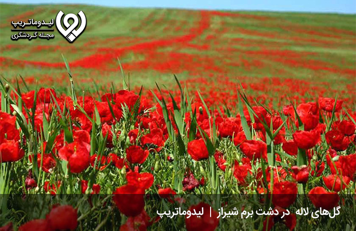 پوشش-گیاهی-و-جانوری-برم-فیروز
