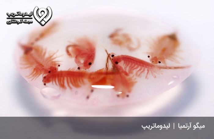 چه-موجوداتی-در-دریاچه-مهارلو-زندگی-می-کنند؟