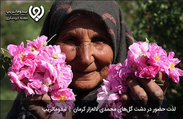 لذت اقامت در بین گل‌های محمدی