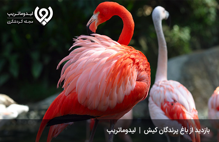 باغ پرندگان کیش؛ حضور در کنار انواع پرندگان