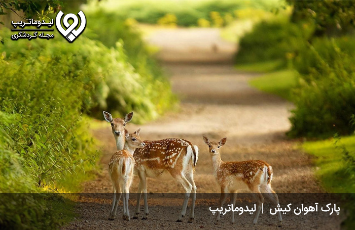 بوستان آهوان کیش؛ بوستانی با آهوانی آزاد در دل طبیعت