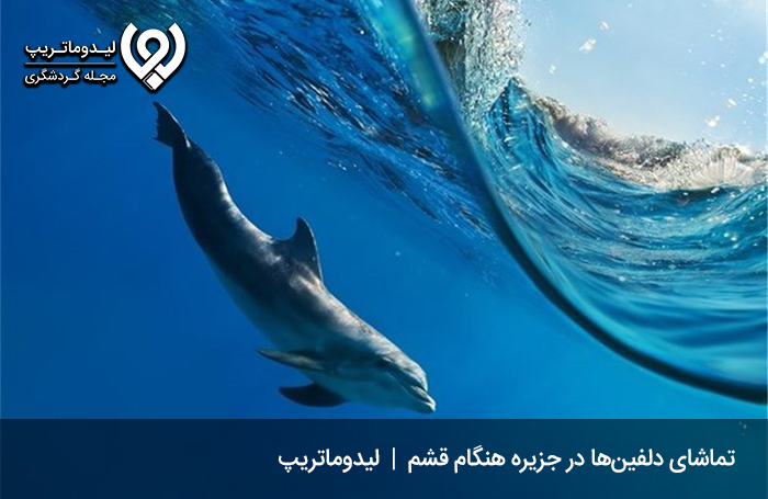 تماشای-دلفین‌ها؛-موجوداتی-باهوش-و-زیبا