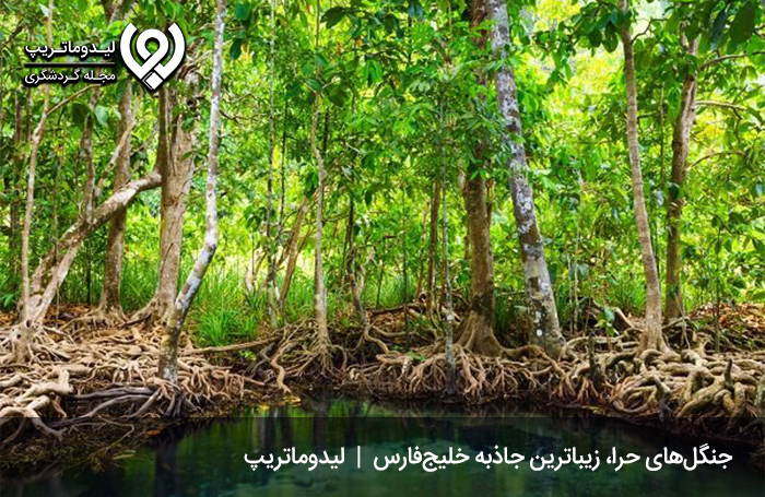 جنگل‌های حرا قشم، زیباترین مناظر پاییزی قشم