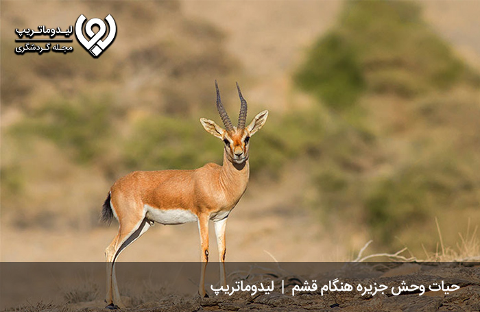 حیات-وحش-جزیره-هنگام؛-تماشای-موجوداتی-زیبا-و-خاص