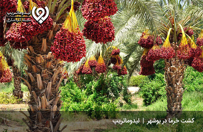 خرما؛ اصلی‌ترین سوغات بوشهر