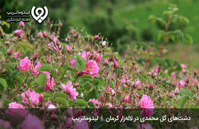 دشت‌های گل محمدی؛ مناظری بی‌بدیل و دیدنی