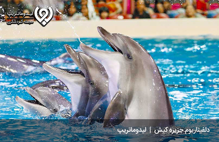 دلفیناریوم؛ یک روز شگفتانگیز در کنار دلفینها