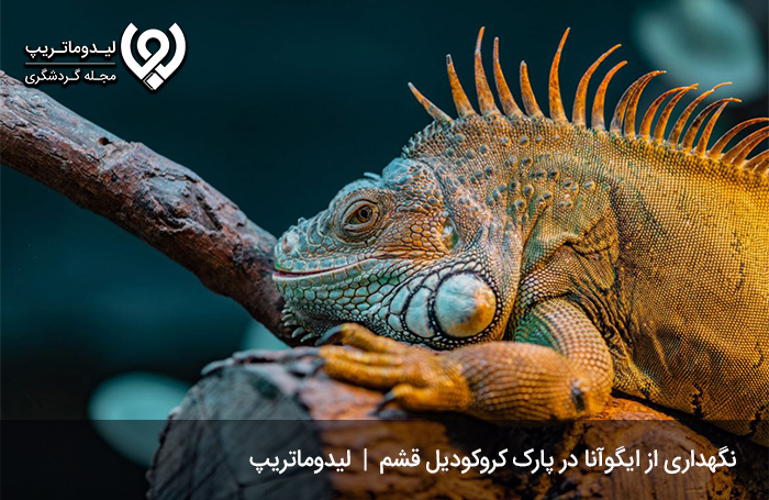 دیگر حیوانات پارک کروکودیل نوپک