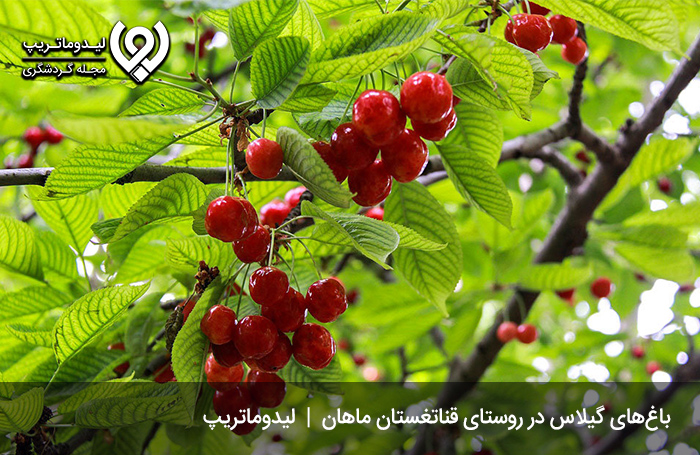 روستای-قناتغستان،-یکی-از-مناطق-خوش-آب‌وهوای-ماهان