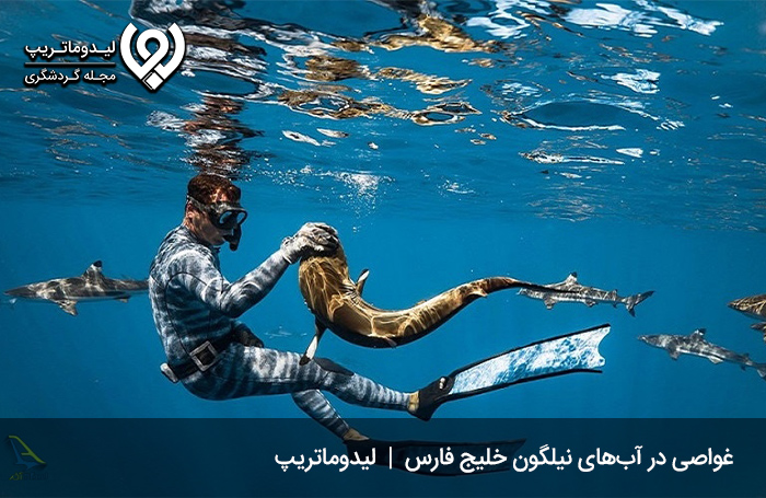 غواصی؛ خاطره آبتنی با موجودات دریایی