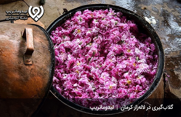 فصل-گلاب-گیری-در-لاله-زار-کرمان