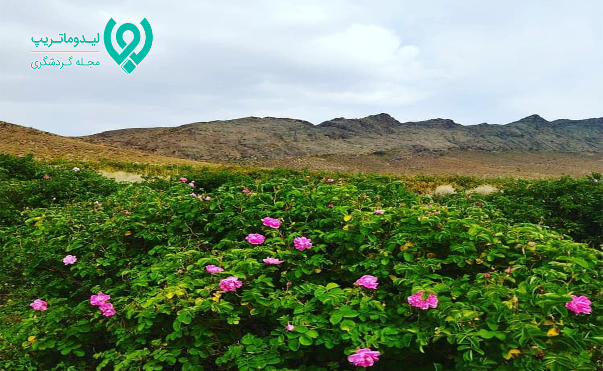 لاله زار کرمان کجاست؟