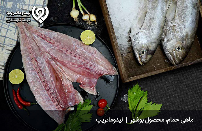 ماهی-حمام-شکم-پر