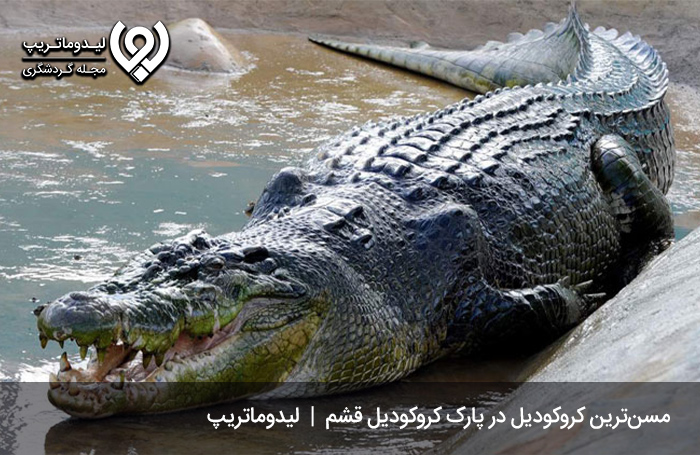 مسن‌ترین کروکودیل پارک کروکودیل قشم